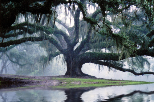 travelingcolors:  Flooded Avery Oak | Louisiana porn pictures