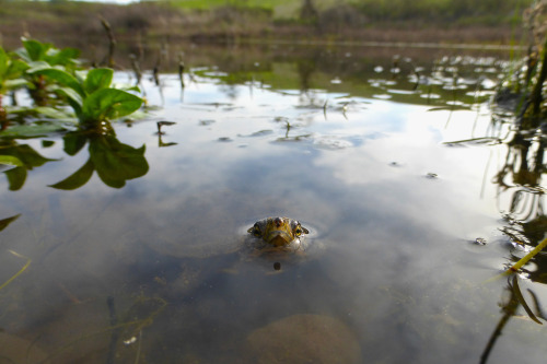 Pacific pond turtle (Actinemys marmorata)Contra Costa county CA Feb. 2015 / ZS25 /