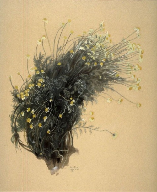 Norbertine von Bresslern-Roth, Camomile - Kamille, no date. Watercolor on paper. Austria. Via FAMSF