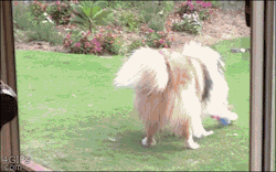 thebabyanimals:  beautiful blog full of baby animals!