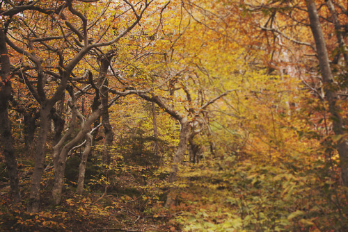 lemographie: Autumn Trails | Laura Marshall