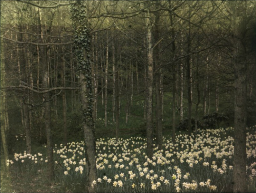 dame-de-pique:Daffodils (paysage anglais), vers 1910