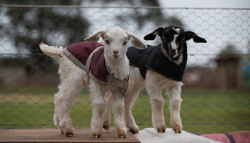 rescuedfarmanimals:Today we welcome our triple J goats -Julia, Jillian and Jacob; our all Australia 