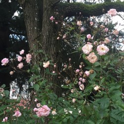 Bo-Tan-Ica:  Sweet Roses. In Late Dec. I Love Portland. #Pdx #Rose 