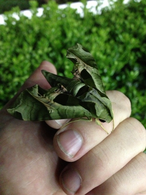 fuckyeahmoths:A large and lovely Pandora Sphinx Moth found in New Kent, VA ( USA )(submitted by thes