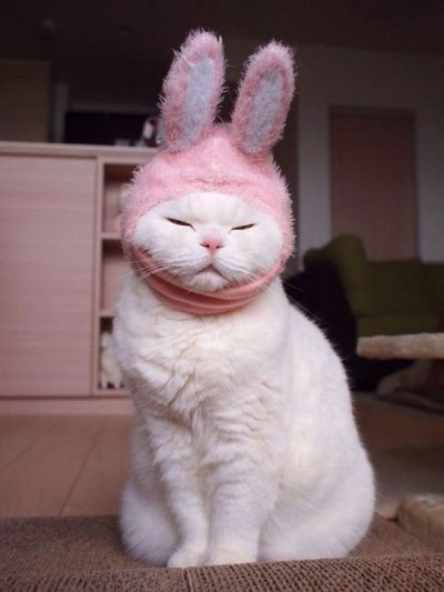 tumblr photo prettycocokitty 22