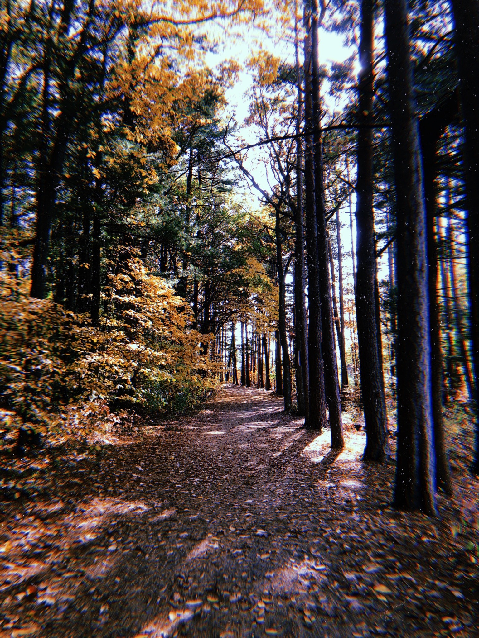 unapologetically-bratty:Autumn in New England ✨🤩💖