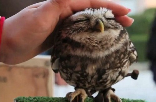 doe-eyed-demon:  grey—matters:  undercover-punk:   Happy Owls!   I wish I had a pet owl. They’re so fucking cute… or terrifyingly awesome.  Killing machines