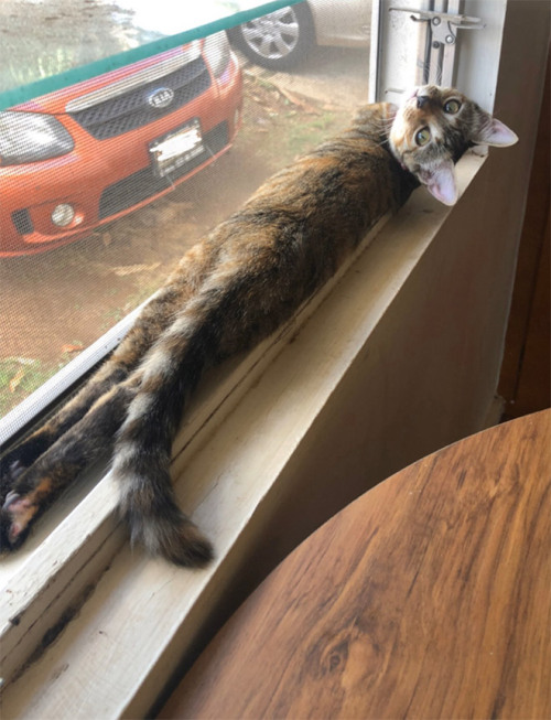 ottoghetto: catasters:  People Are Sharing Pics of Their Long Cats  cats it’s a liquid