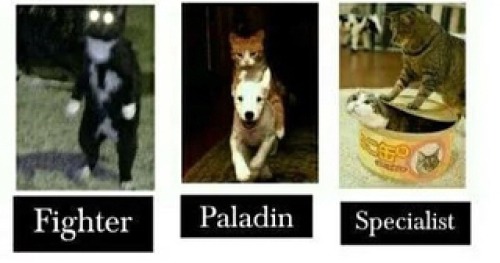 cursedcatimages: choose your fighter