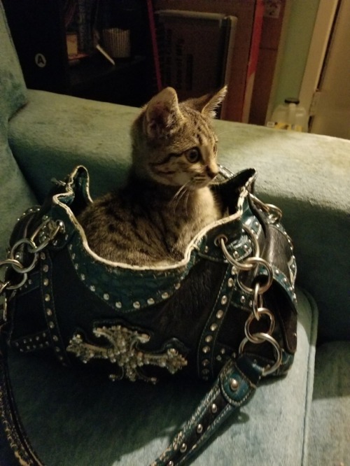 neonwindbreaker: i caught her sitting in my moms purse???
