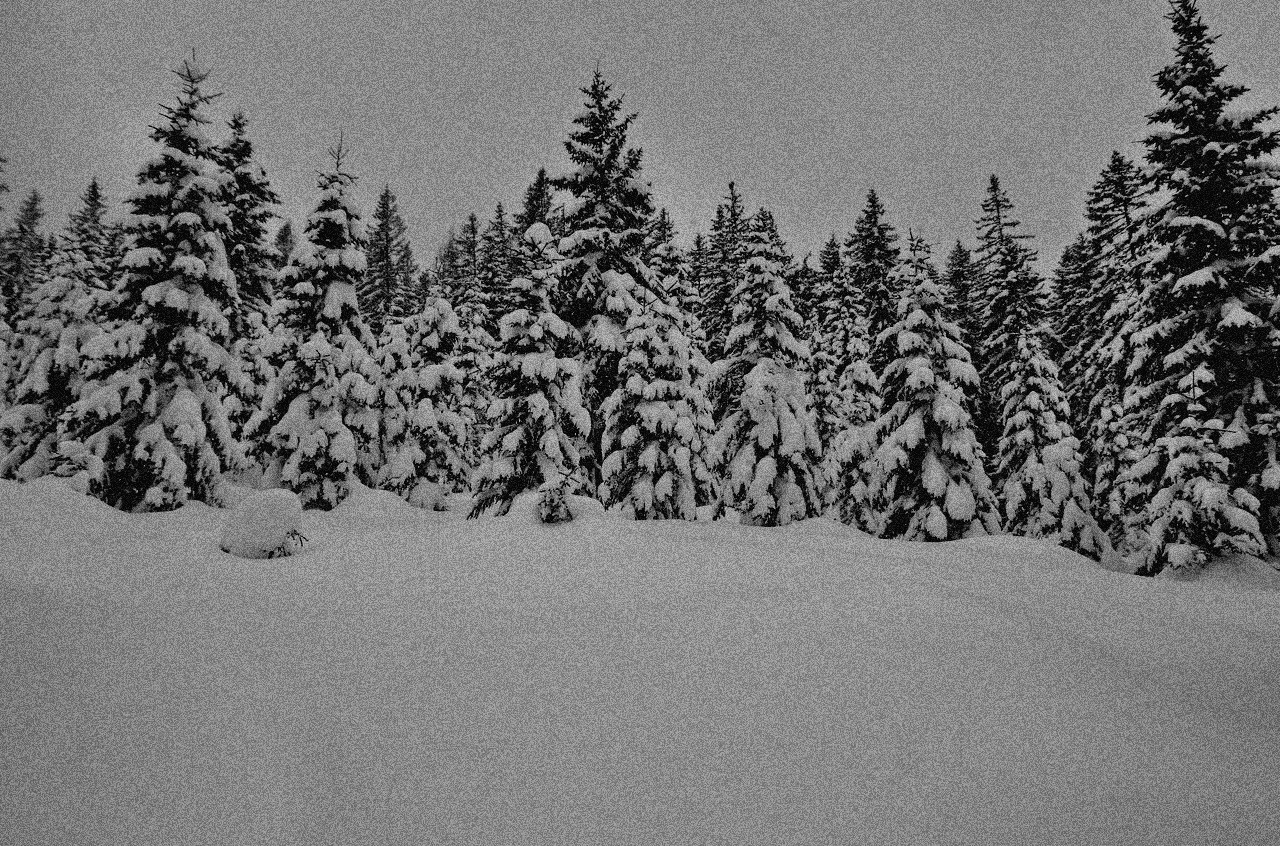 arcusxx:snowy forest