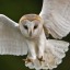pecheliowl