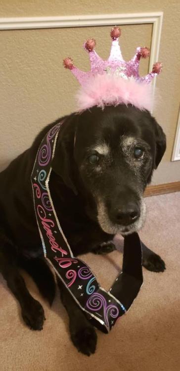 awwcutepets:It’s my old girls sweet 16 today!