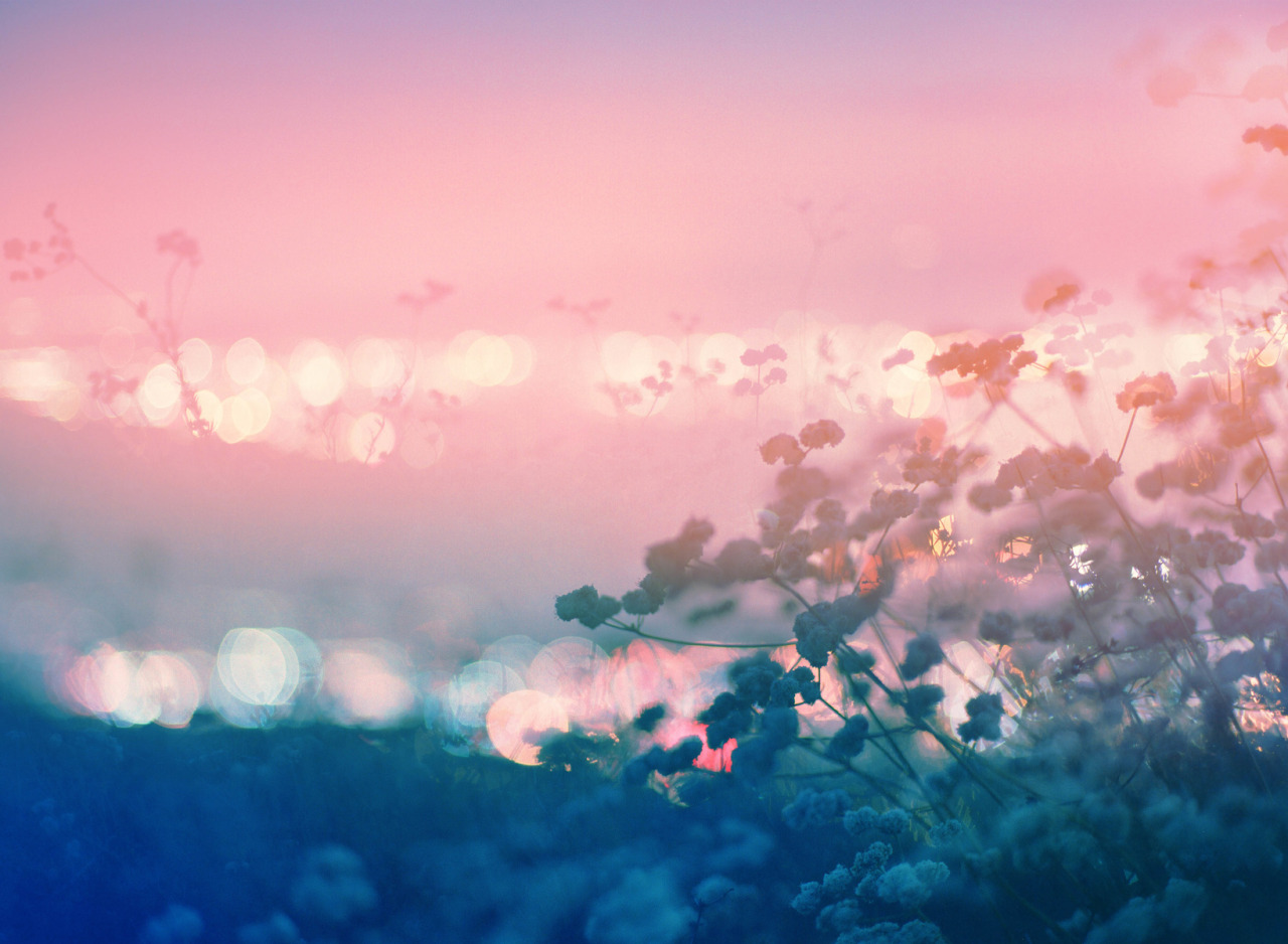 landscape-photo-graphy:  Plantraits by Anthony Samaniego Los Angeles-based photographer Anthony