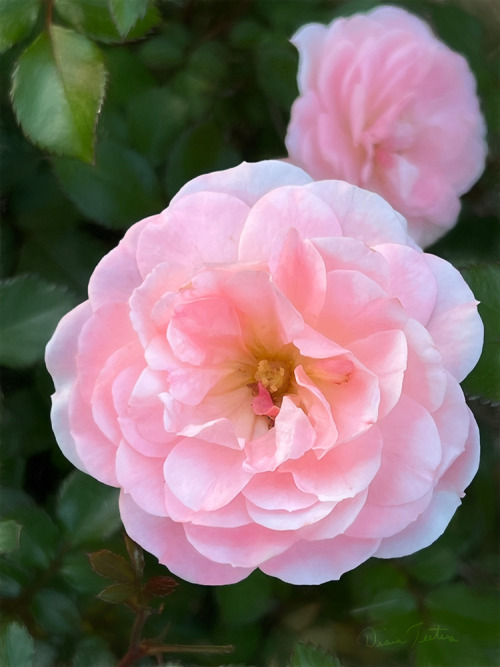 abloomaday:Pink Roses at Bluebird Hill