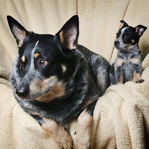 XXX thecutestofthecute:  Australian Cattle Dog/Blue photo