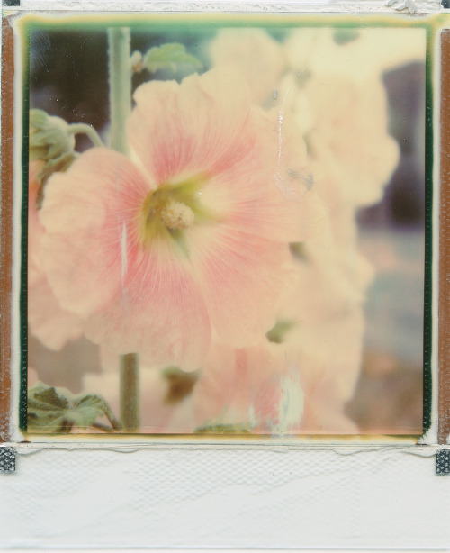 polaroidsandthoughts:hollyhock