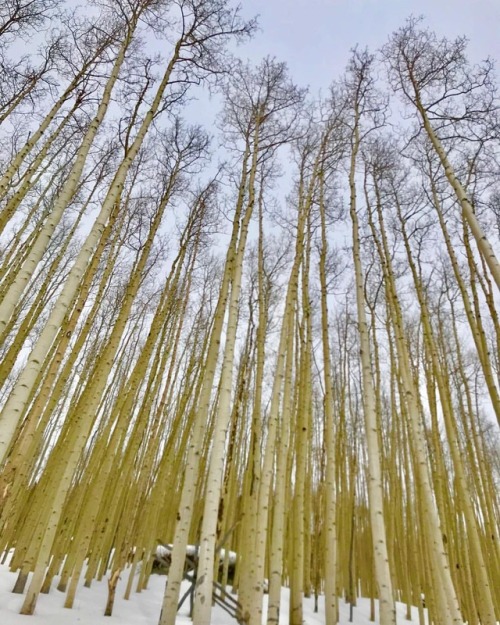 The wonders of vail. . . . #skiing #vail #trees #clouds #sunset #colorado #denver #birch #aspen #gla