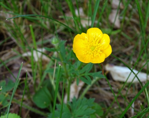 Sunny yellow BUTTERCUPS make my heart SING