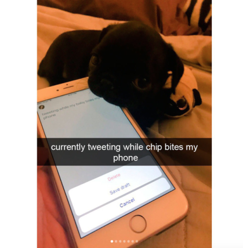 babyanimalgifs:  doggo snaps