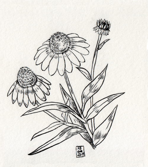 unknownbinaries: inktober 12: purple coneflower/echinacea purpurea These guys are super popular nati