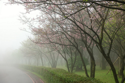 Hazy Way by RosePirate on Flickr.