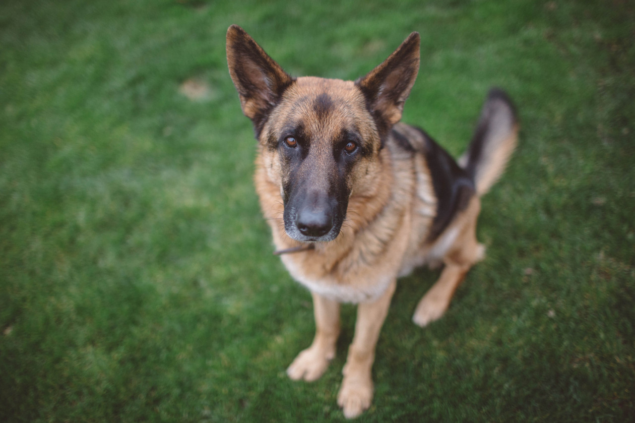 if-people-were-rain:  I really fricking love my dog.