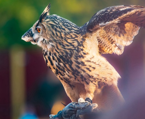 The Eurasian Eagle-Owl
