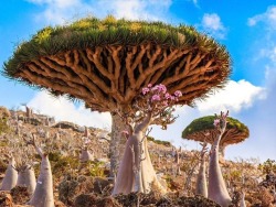 awesomeearthpix:Strange plant life on Socotra Island, Yemen | Photography by ©Kelly Beckta