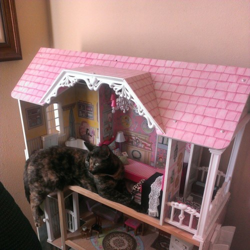 catsbeaversandducks: Cats Breaking Into Doll Houses“I hope Barbie and Ken aren’t allergi