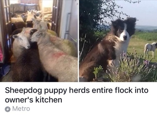 qwocodile: cryoverkiltmilk:  sindri42:  rockhardgeologist: A prodigy You missed the best part. They weren’t even their sheep. This good pupper gathered up a bunch of random sheep it found somewhere on the countryside and brought them home for its human.