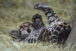 sdzoo:  Crunchies are hard. (photos by Cheryl