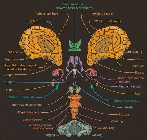 Parts of the Brain and its Function