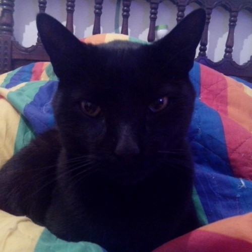Porn Buenas noches #blackcat #cat photos