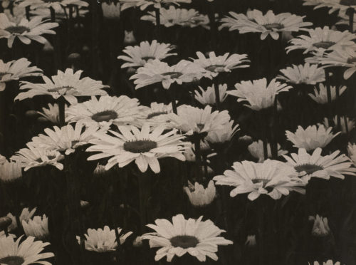 August Sander, Field with Marguerites, 1930s