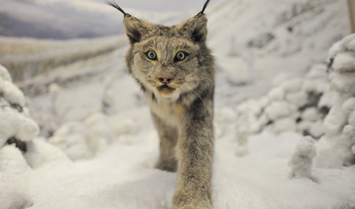 Le lynx boréal (lynx lynx) - Les Amis du Muséum