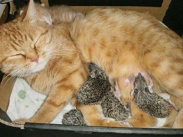 dykewithadick: lilylilymine:  blackmorgan:  Mama ginger kitty adopts four orphaned