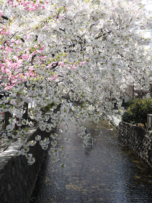 saqqoro:  高瀬川と桜 
