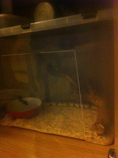 Just gave Polly some new bedding, she seems pretty happy with it. :)