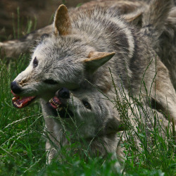 her-wolf: Grey wolves byGary Wilson แกรี่