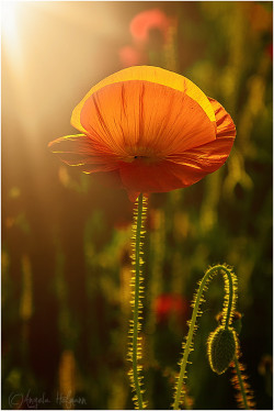 superbnature:  summer sunset by Angela_Hofmann 