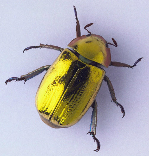 b33tl3b0y:golden scarab beetle son!! i wonder if he won big at the casinos