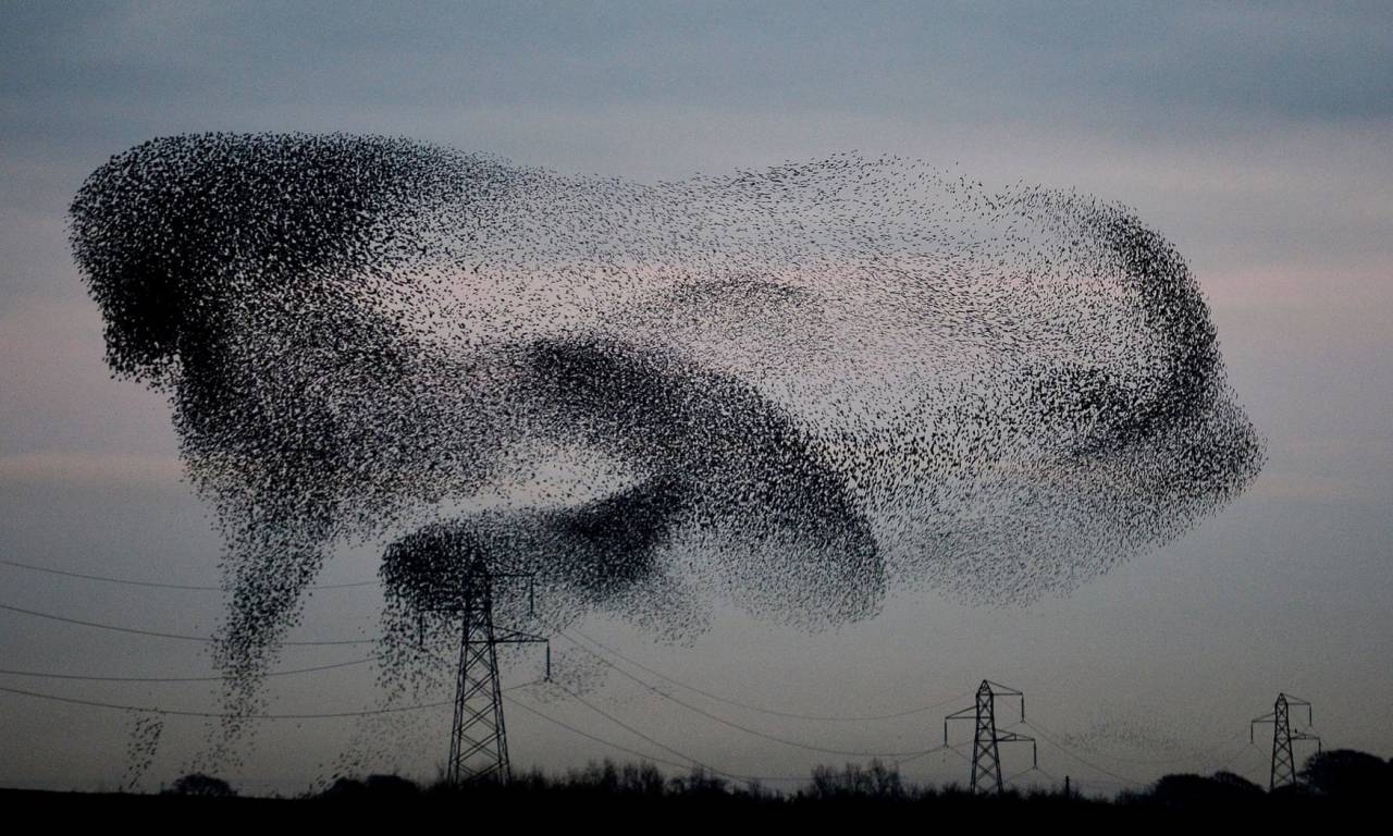 a murmuration of starlings against a grey dusk sky and silhouettes of power lines