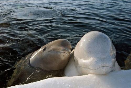 jellyfishes:  beluga whales are so fuckin cute they’re always happy and smiling like  helooooo!!  HIIIIIIIIII !!!!  hey friend !  looook they are FRIENDS!!!!!  they are growing old together still smiling i am gonna crY 