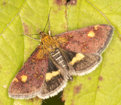 Mint Moth, Pyrausta species.