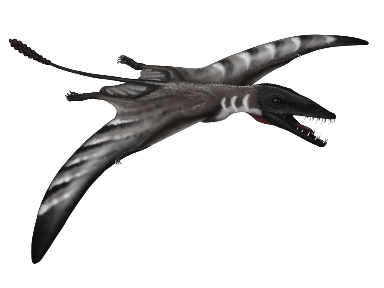 Pteros, The Encyclopedia of Pterosaurs