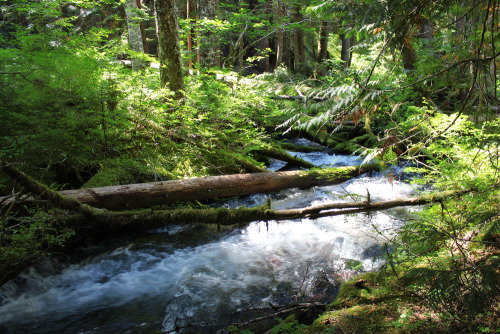 bright-witch:    Mountain Sunbeams, photography by me. Please do not remove credit!   