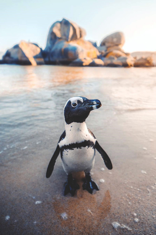 findingmyselfgettingsexier: lsleofskye:South Africa, Cape Town | emmet_sparling So Cute