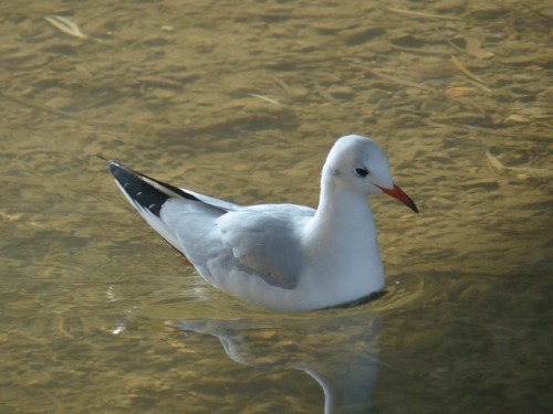 ユリカモメ　black-headed gullTown Birds ～ 街の鳥 ArchiveTown Sparrow ～ 街のすずめ　Archive